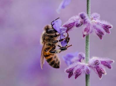 Anafylaksi er en livstruende allergisk reaktion.